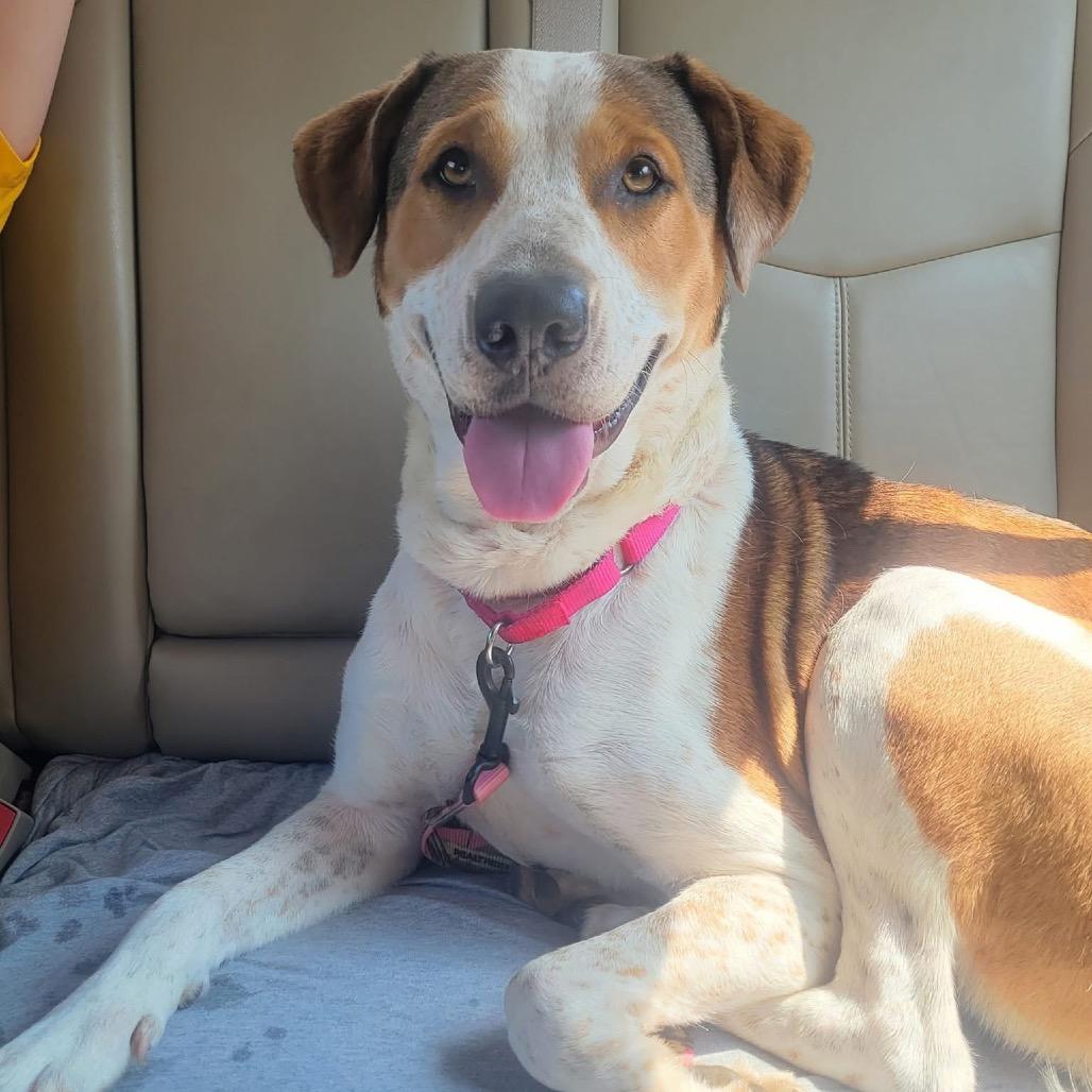 Enlarge June, a Adoptable mixed breed in Harrisville, WV image 3/6