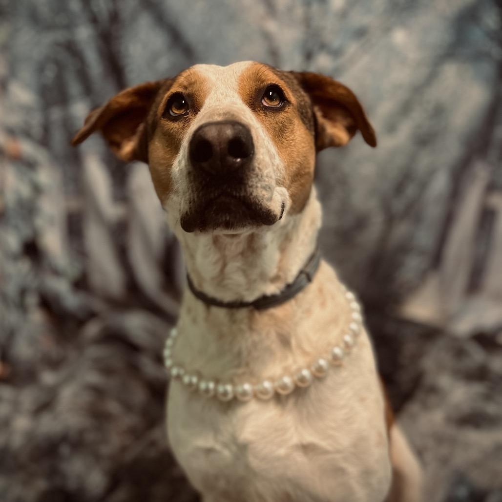 Enlarge June, a Adoptable mixed breed in Harrisville, WV image 3/6