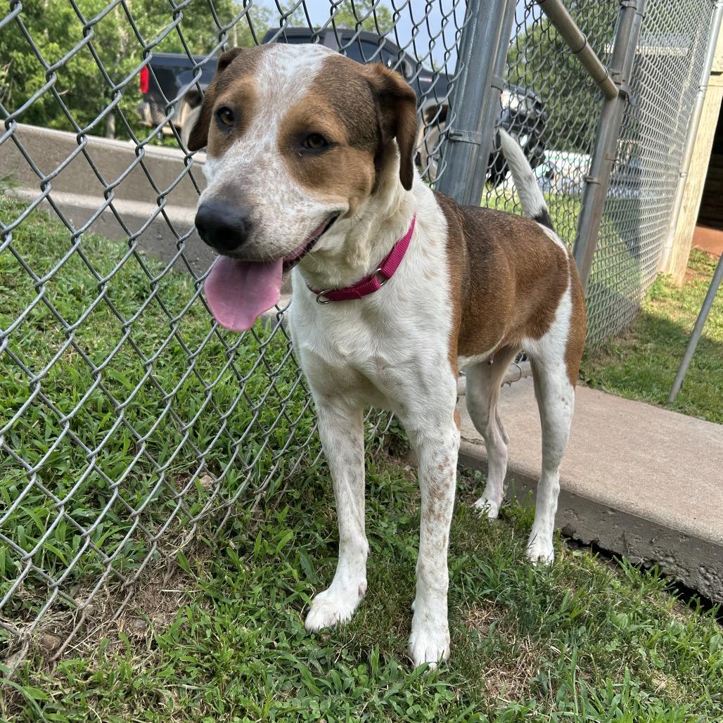 Enlarge June, a Adoptable mixed breed in Harrisville, WV image 4/6