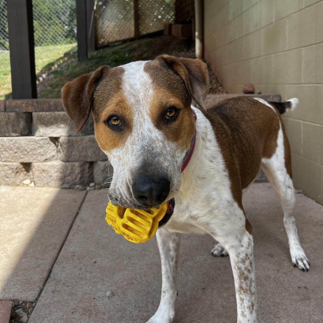 Enlarge June, a Adoptable mixed breed in Harrisville, WV image 5/6