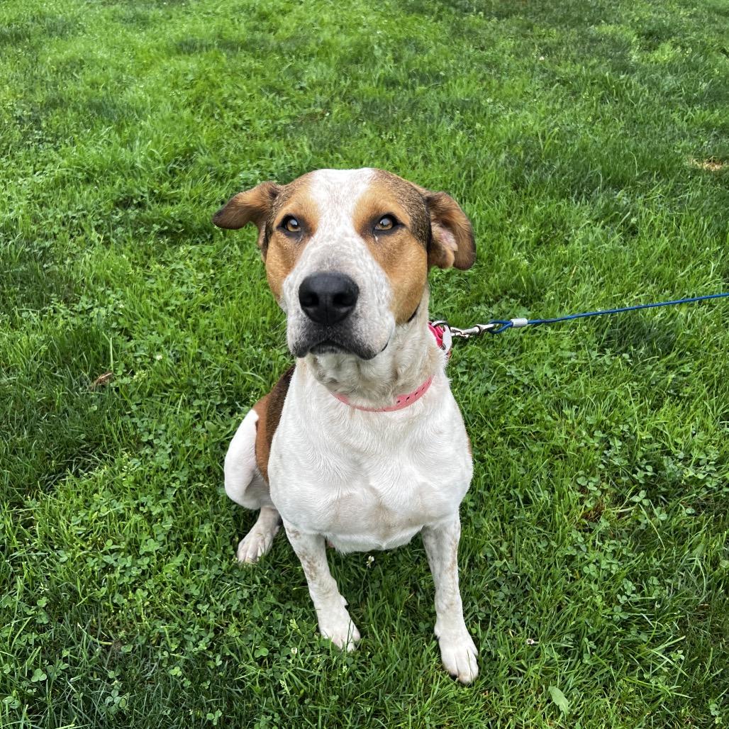 Enlarge June, a Adoptable mixed breed in Harrisville, WV image 6/6