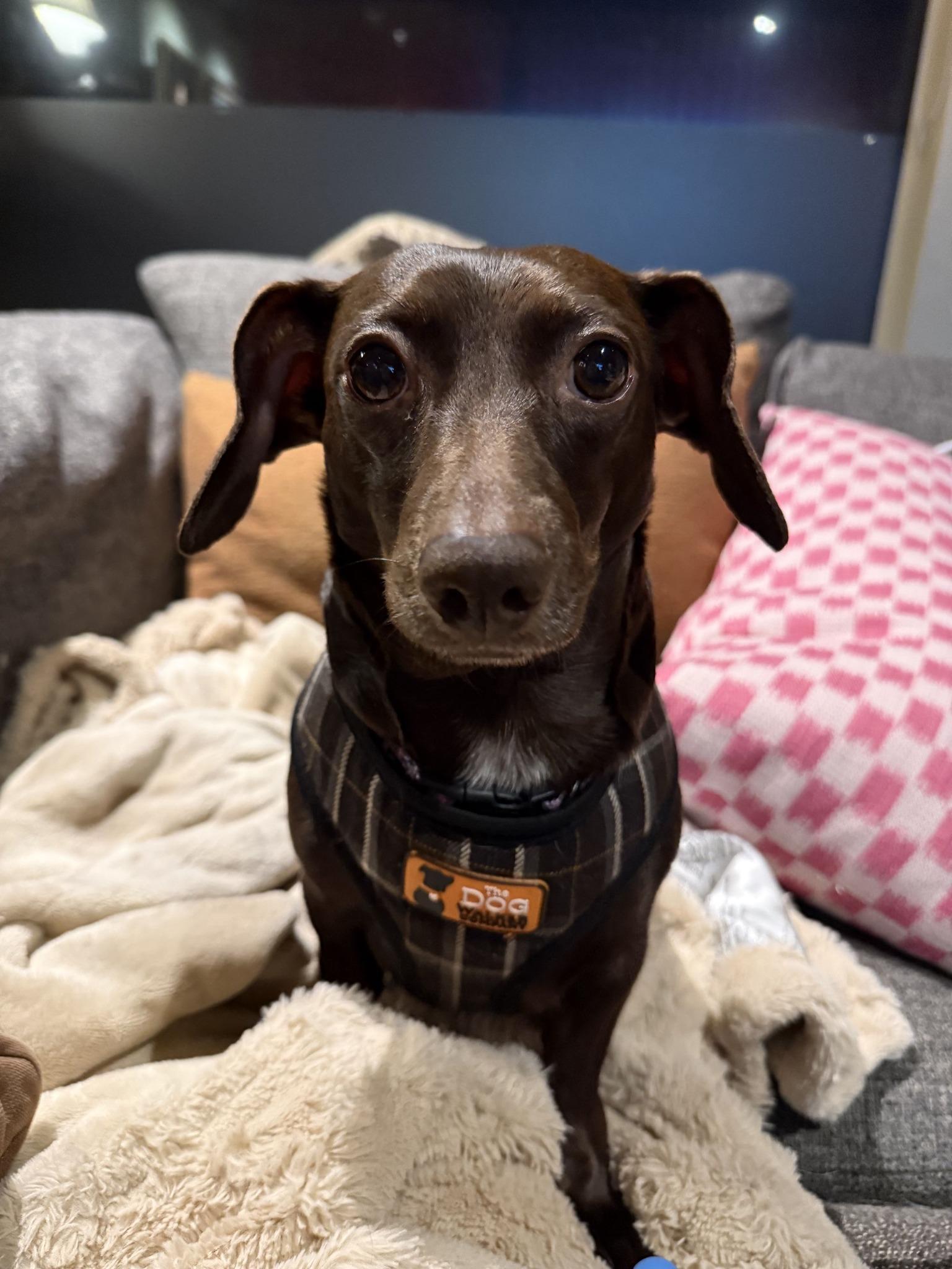 Emma, an adopted Dachshund in Covington, WA image 3/5
