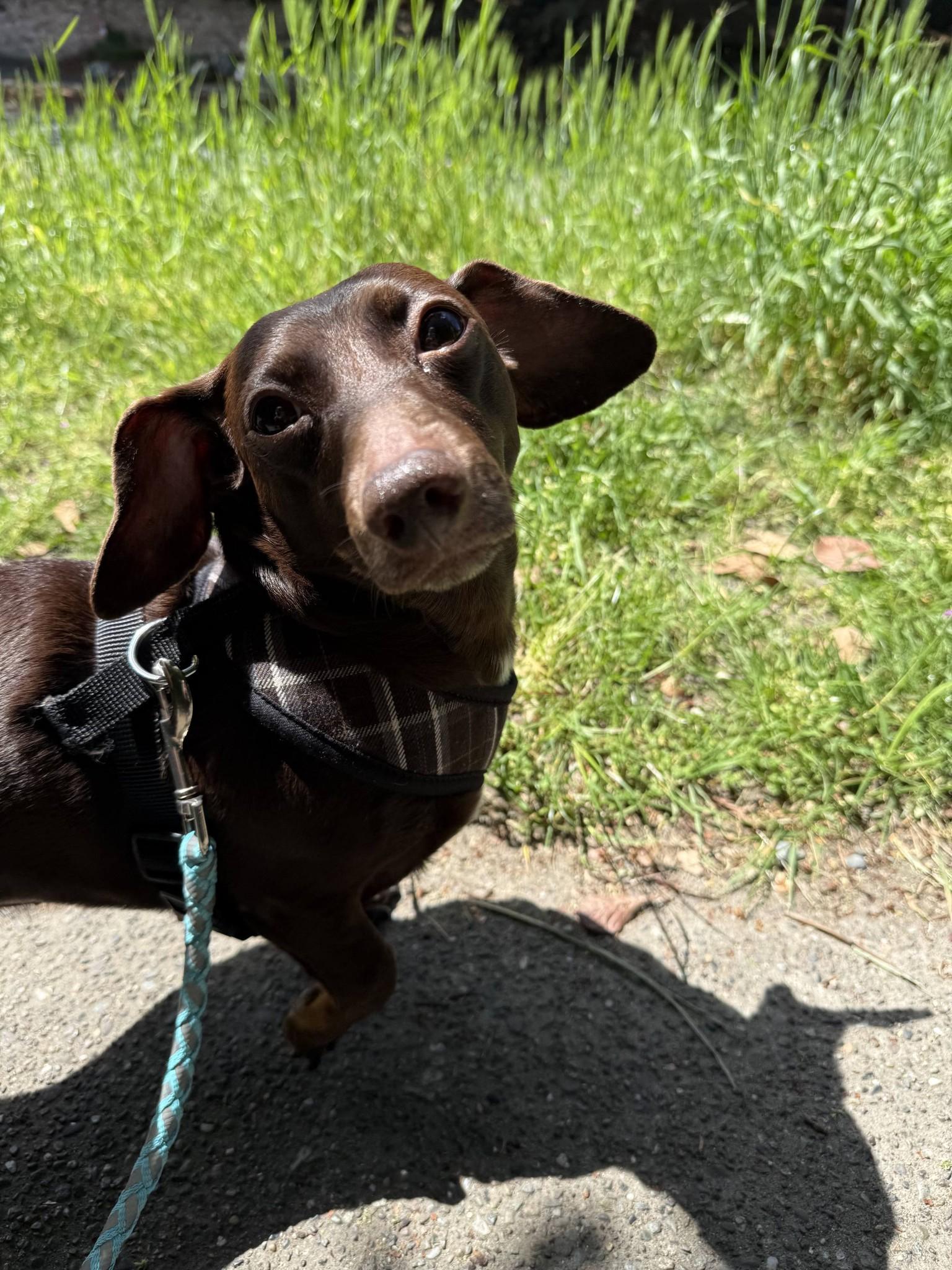 Emma, adopted, Adult Female Dachshund.