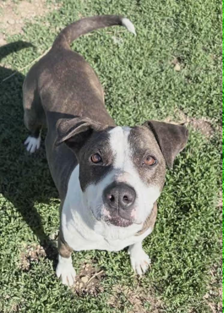 Sadie Pibble - Sponsored1, ADOPTABLE, Adult Female Pit Bull Terrier.