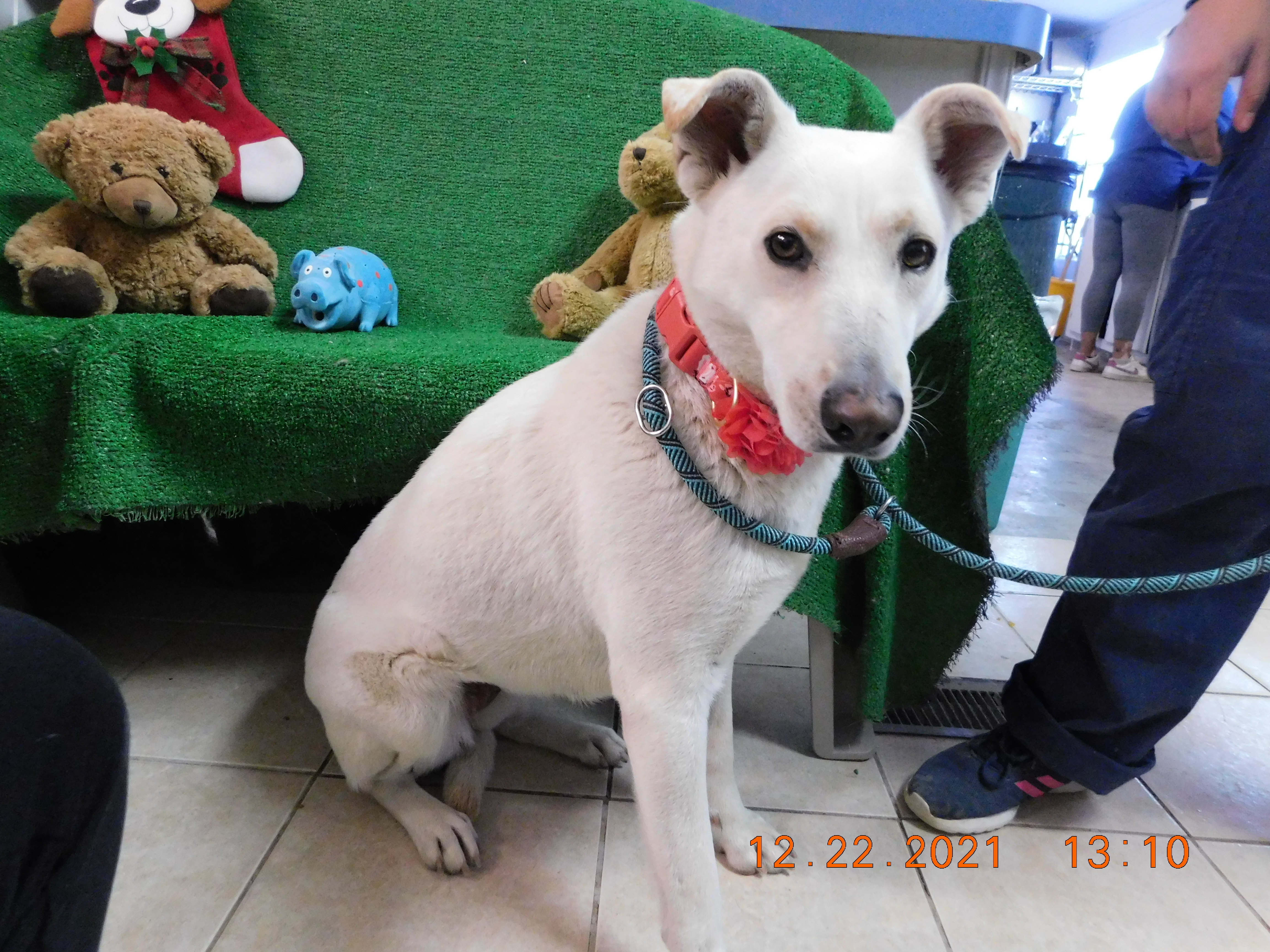 Kiena, a Adoptable mixed breed in El Paso, TX image 1/8