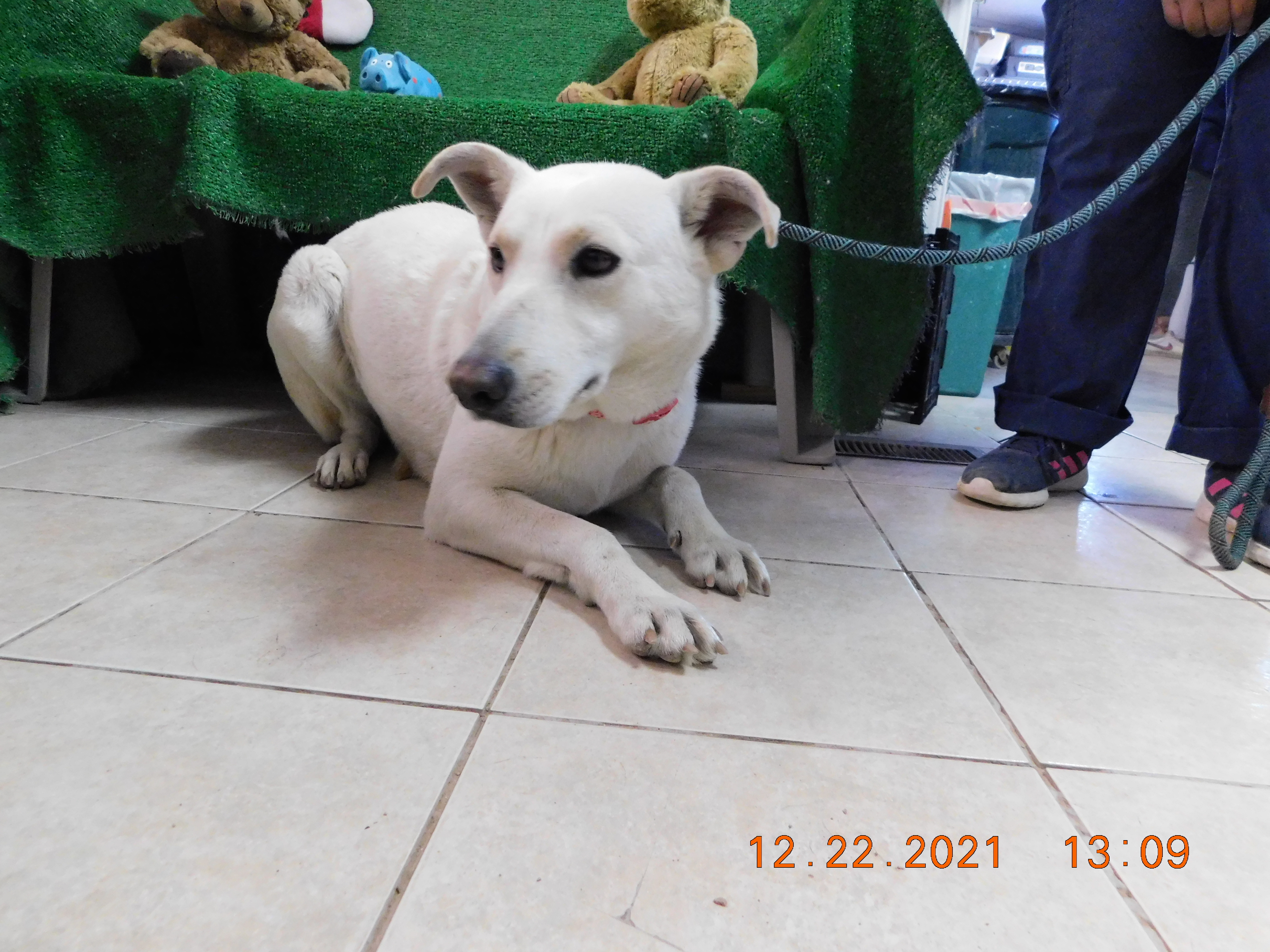 Kiena, a Adoptable mixed breed in El Paso, TX image 2/8