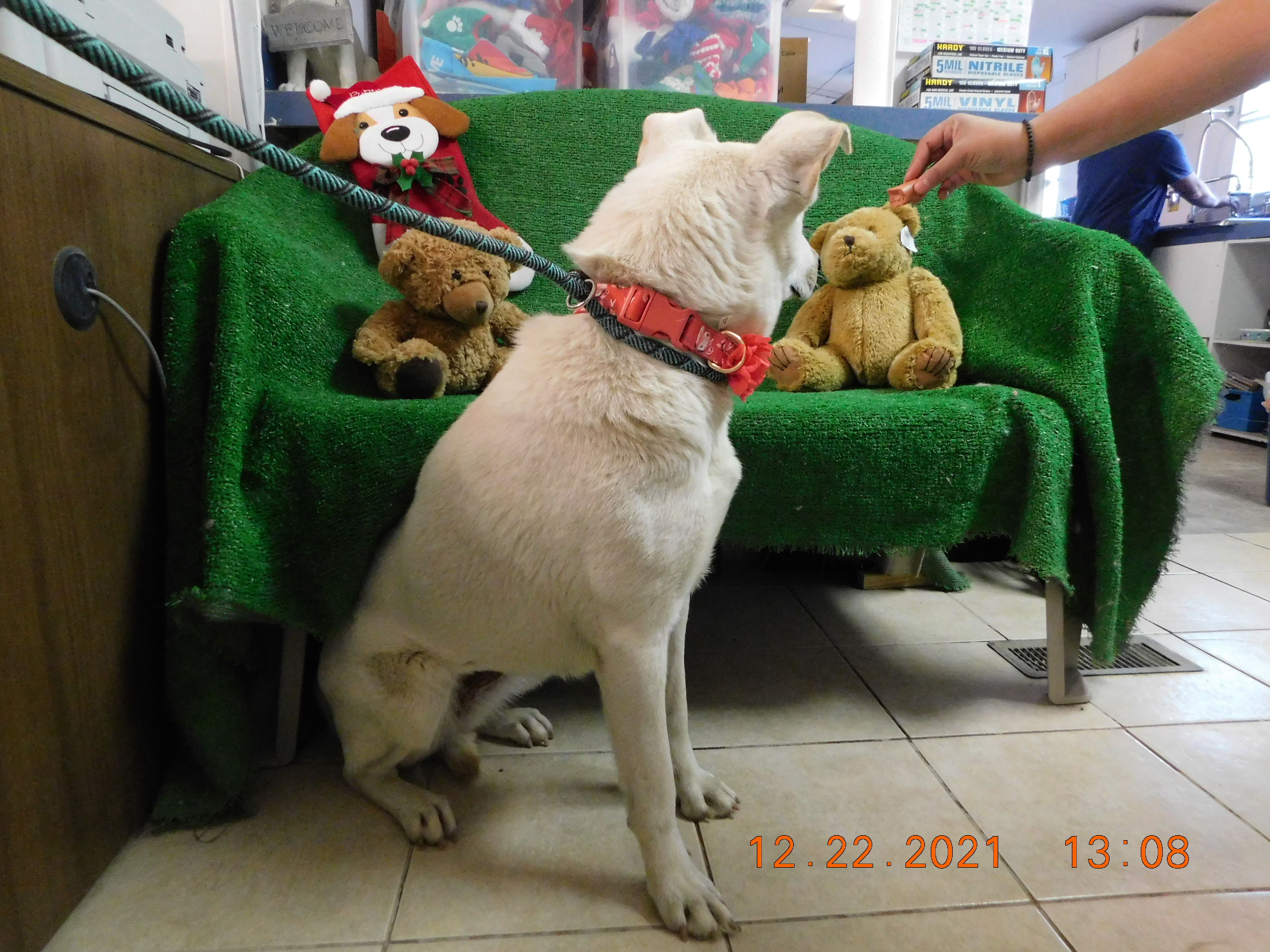 Kiena, a Adoptable mixed breed in El Paso, TX image 3/8