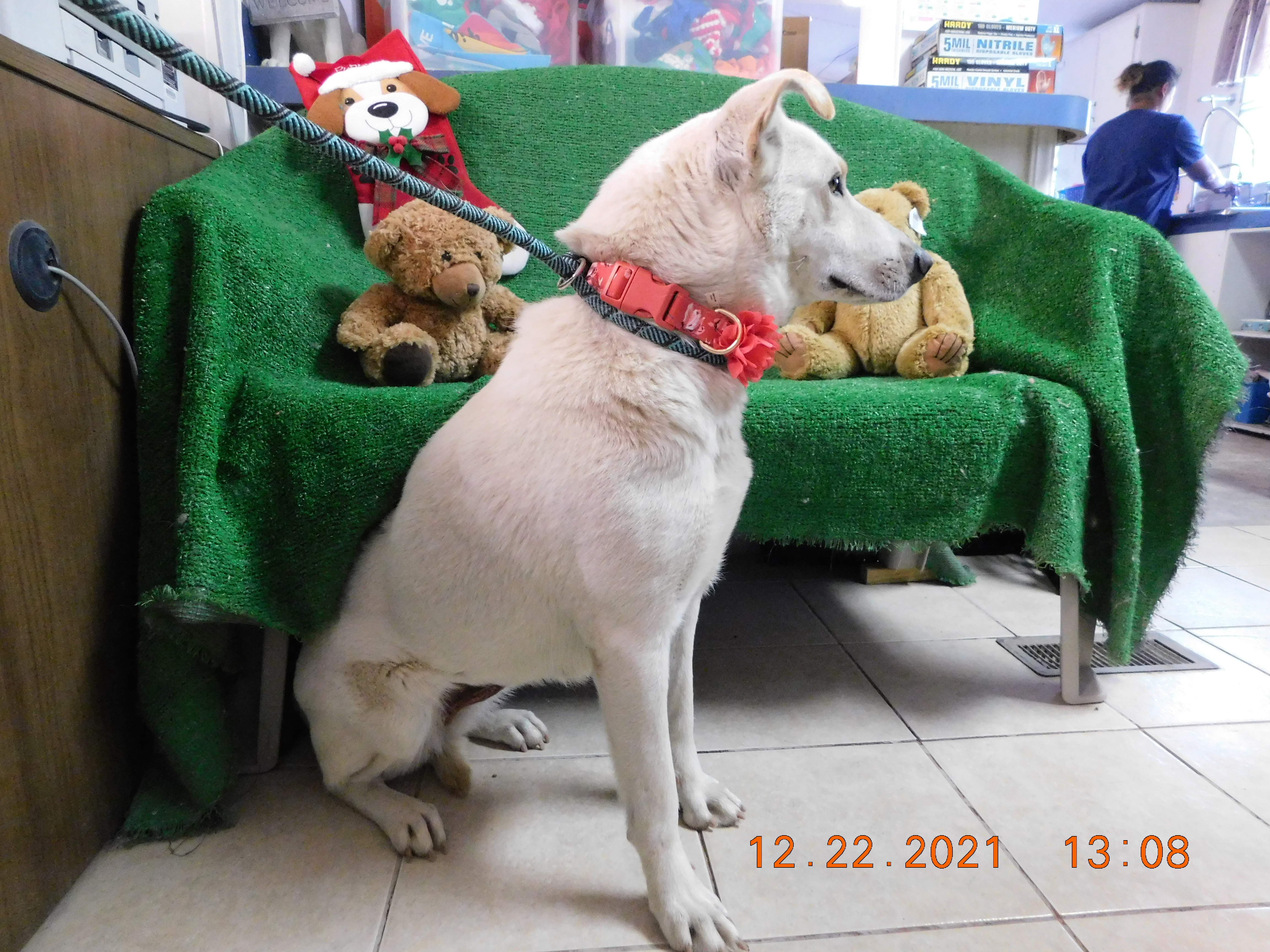 Kiena, a Adoptable mixed breed in El Paso, TX image 4/8