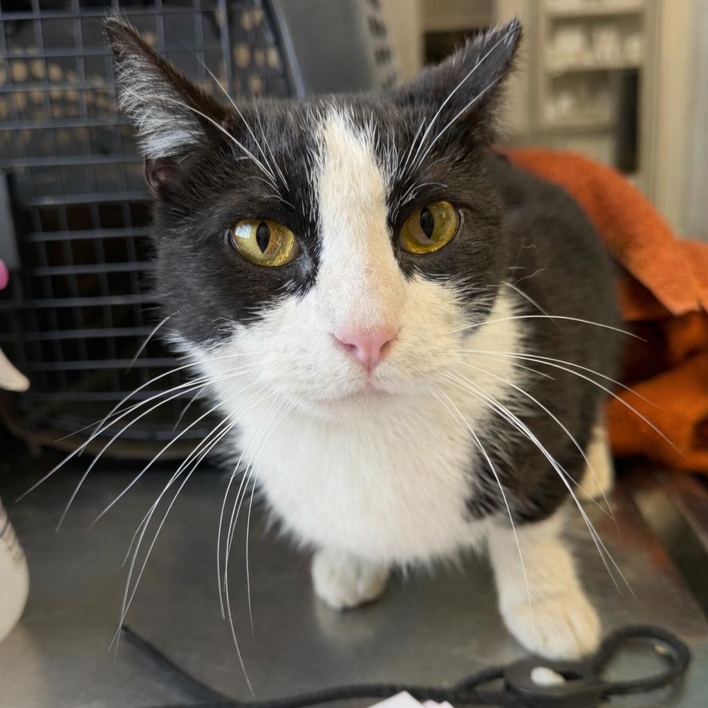 Panda — thumbnail 2