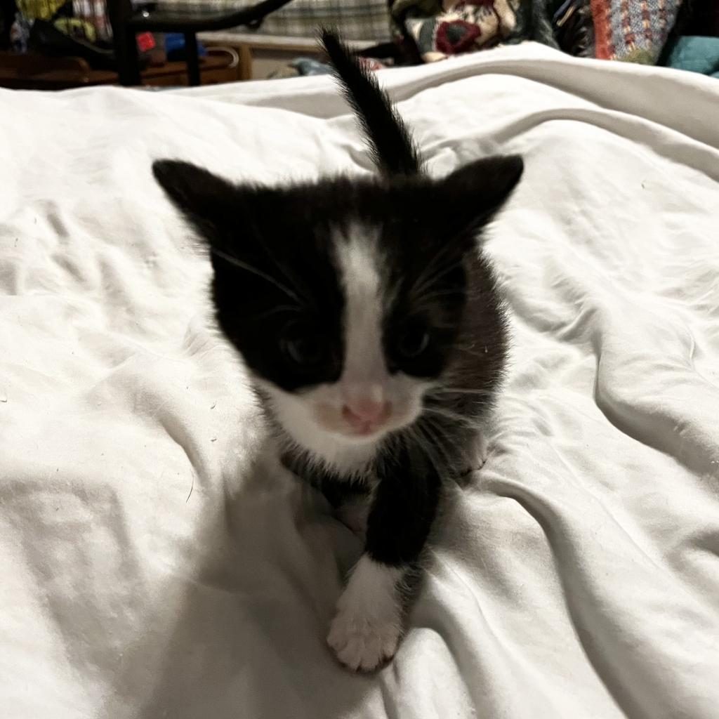 Panda — thumbnail 3