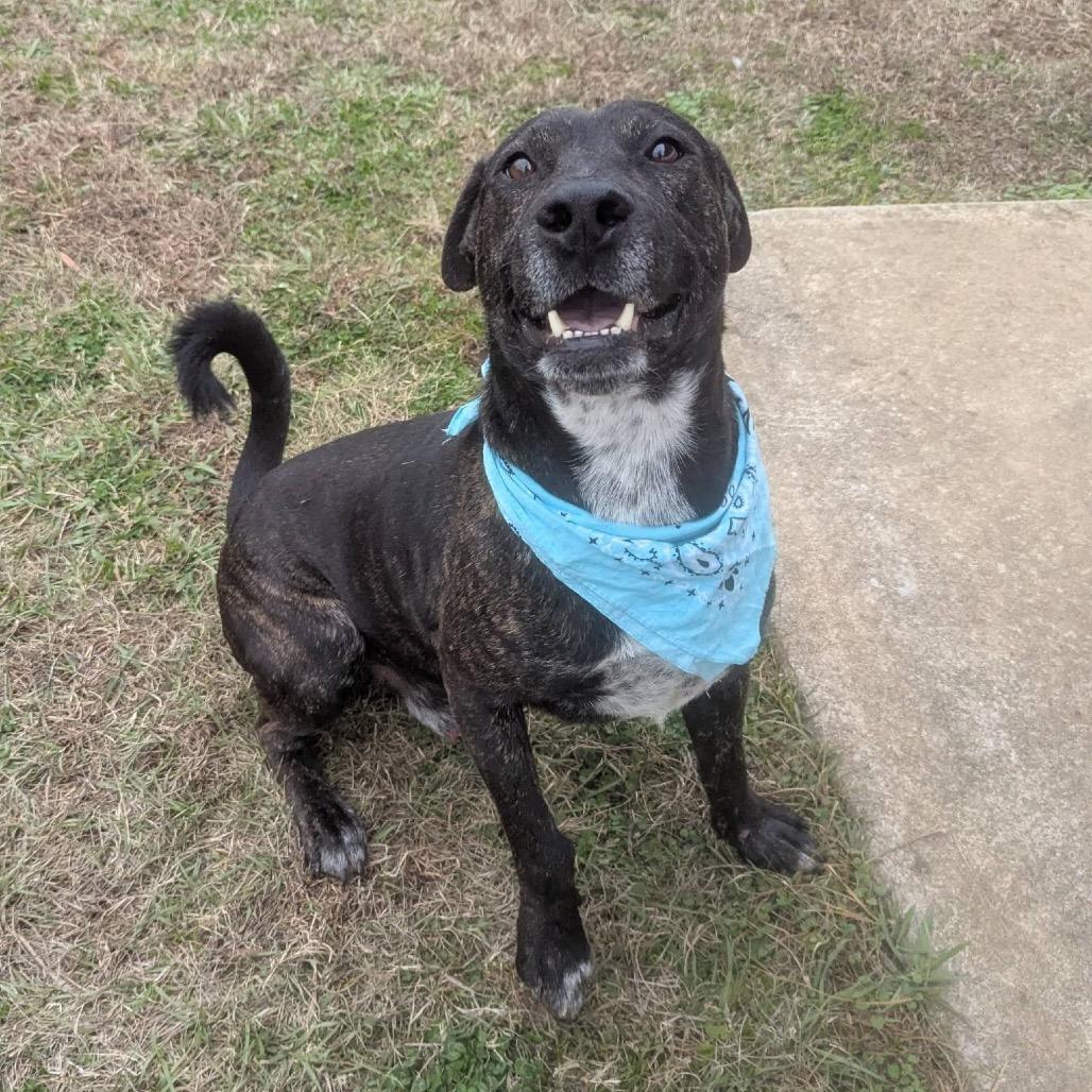 Joseph, Adoptable, Adult Male Mixed Breed.