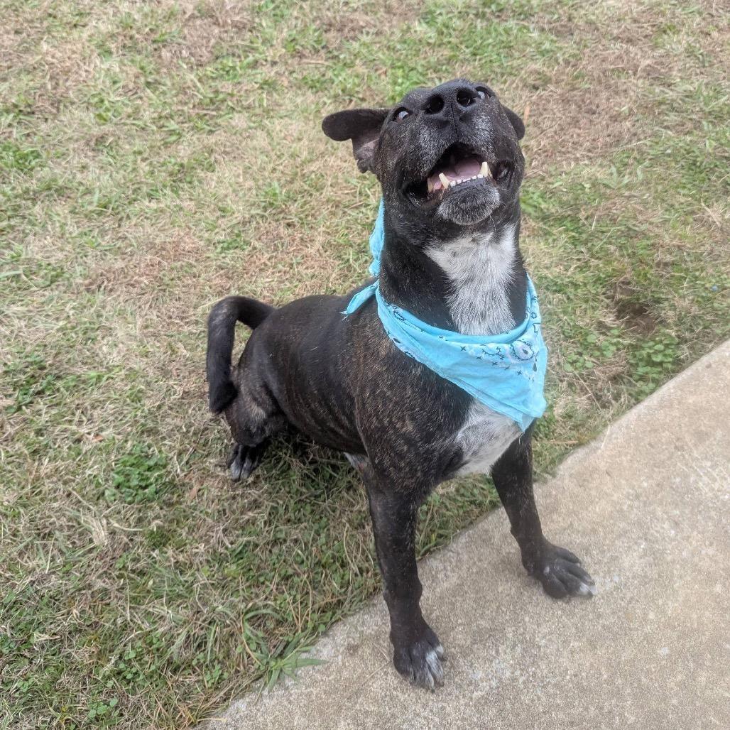 Enlarge Joseph, a Adoptable Mixed Breed in Columbiana, AL image 2/6