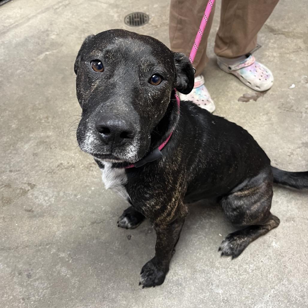 Enlarge Joseph, a Adoptable Mixed Breed in Columbiana, AL image 3/6