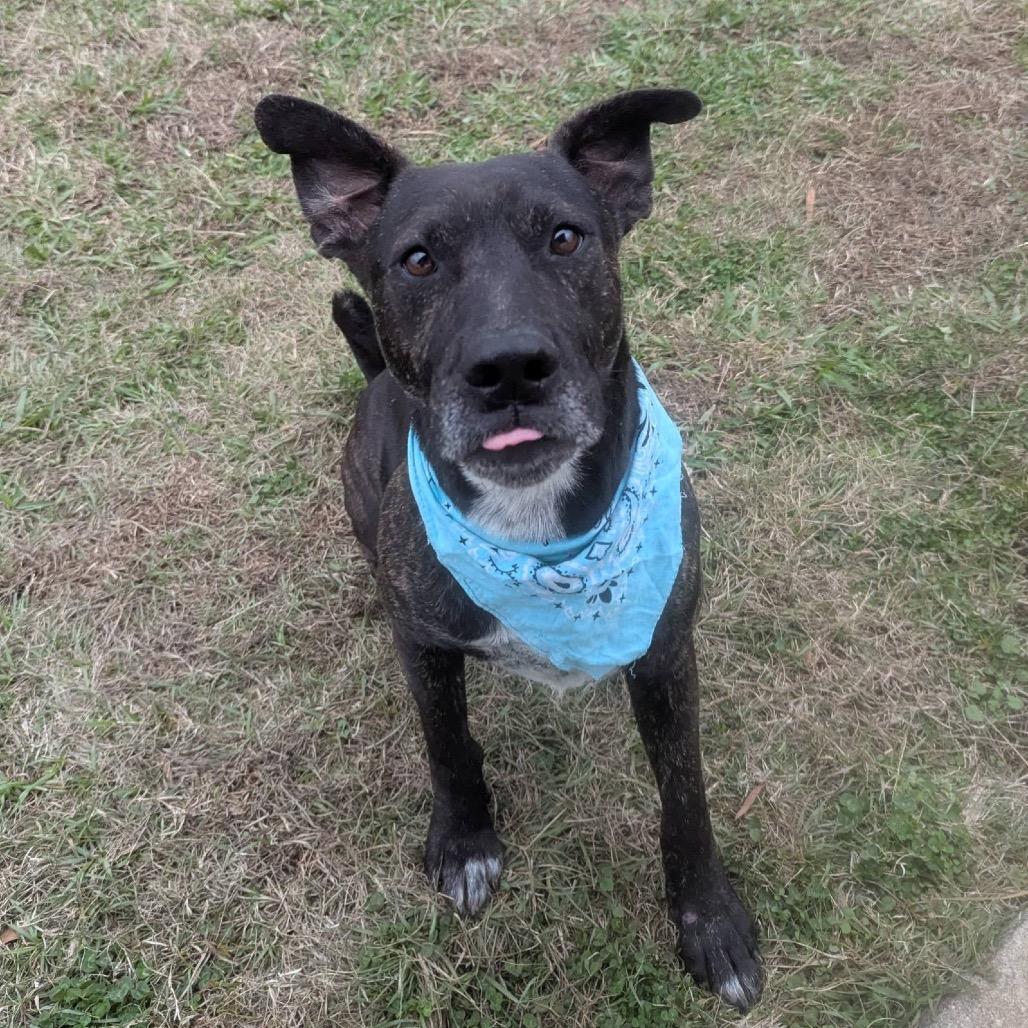 Enlarge Joseph, a Adoptable Mixed Breed in Columbiana, AL image 4/6