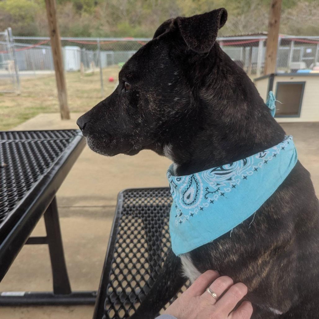 Enlarge Joseph, a Adoptable Mixed Breed in Columbiana, AL image 5/6