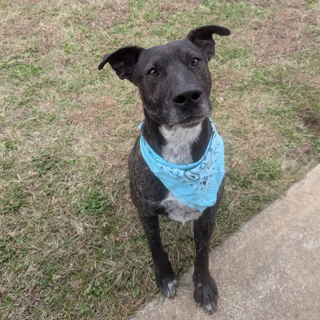 Enlarge Joseph, a Adoptable Mixed Breed in Columbiana, AL image 6/6