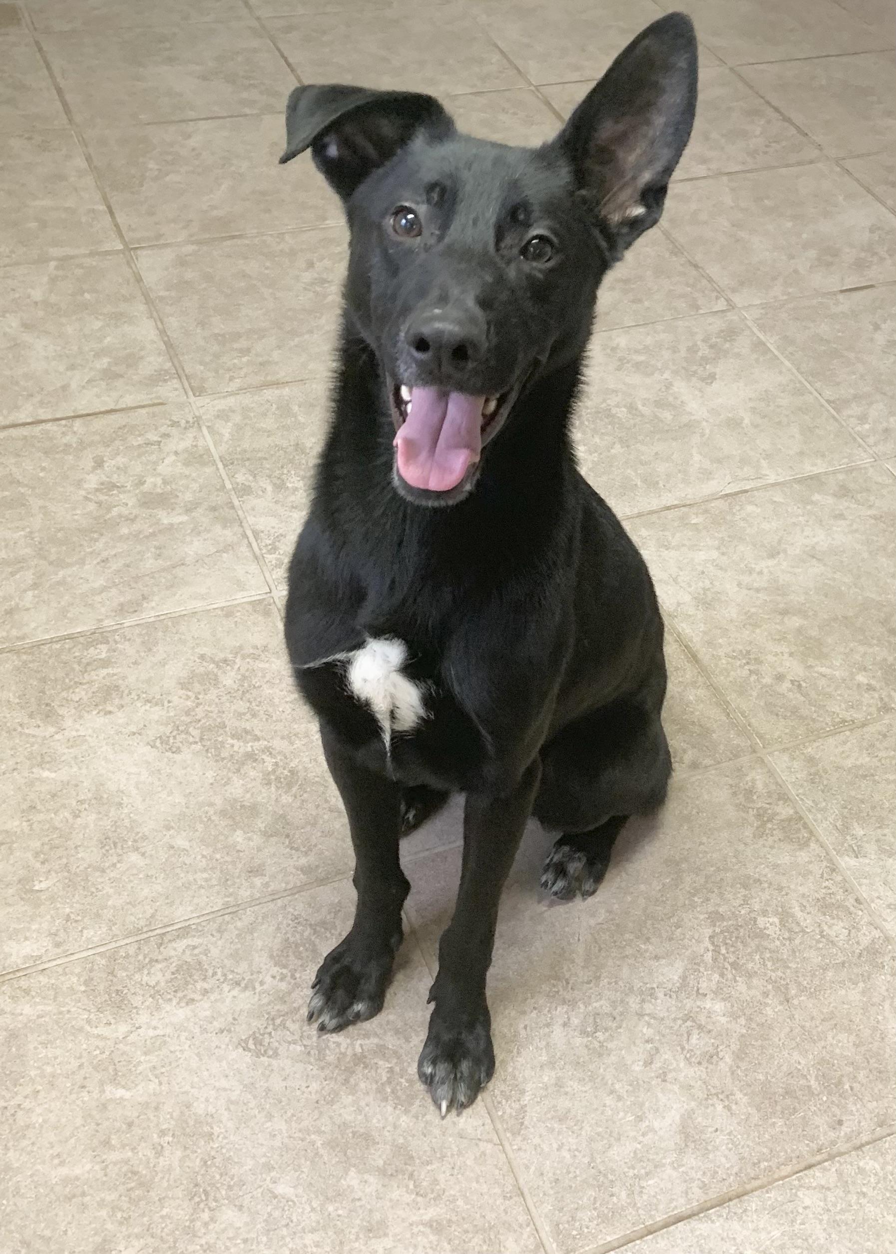 Petey, ADOPTABLE, Adult Male Cattle Dog.