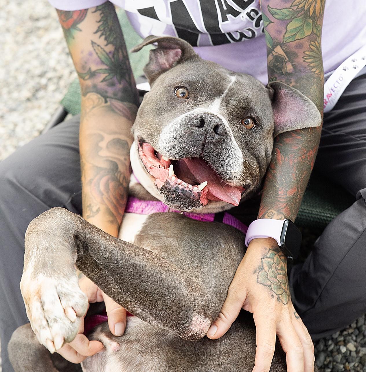 Hannah Banana, Adopted, Adult Female Mixed Breed.