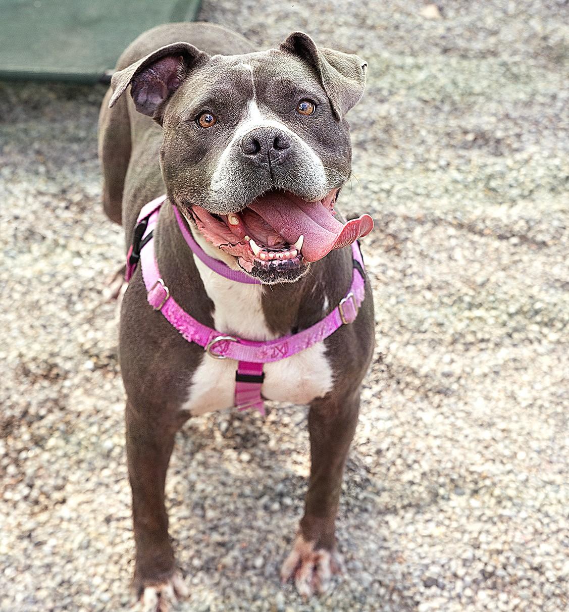 Enlarge Hannah Banana, a Adopted Mixed Breed in Adrian, MI image 3/3