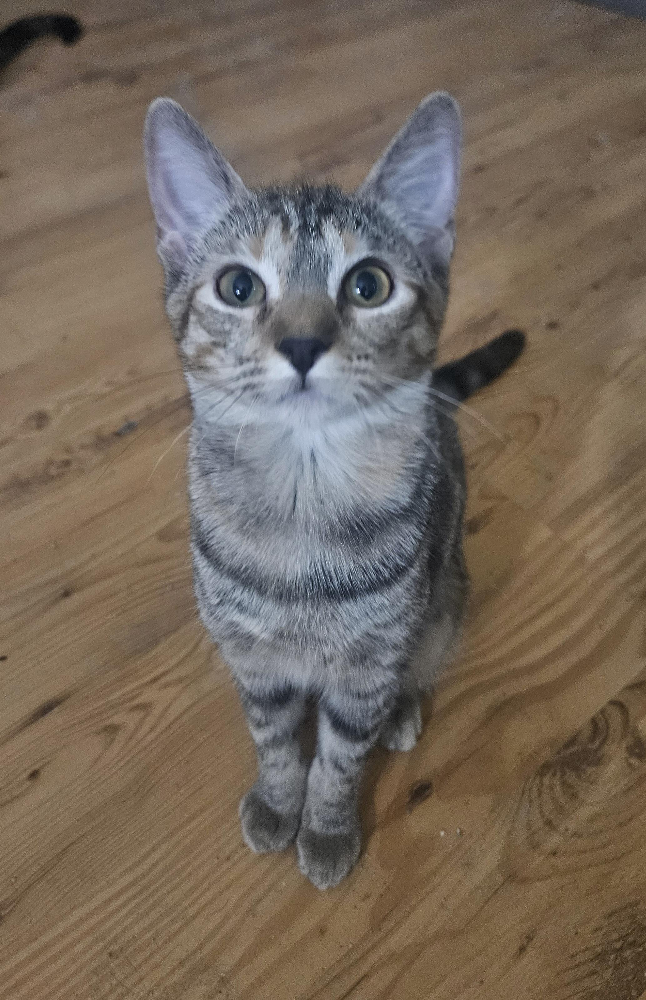 Posie, ADOPTABLE, Kitten Female Domestic Short Hair.