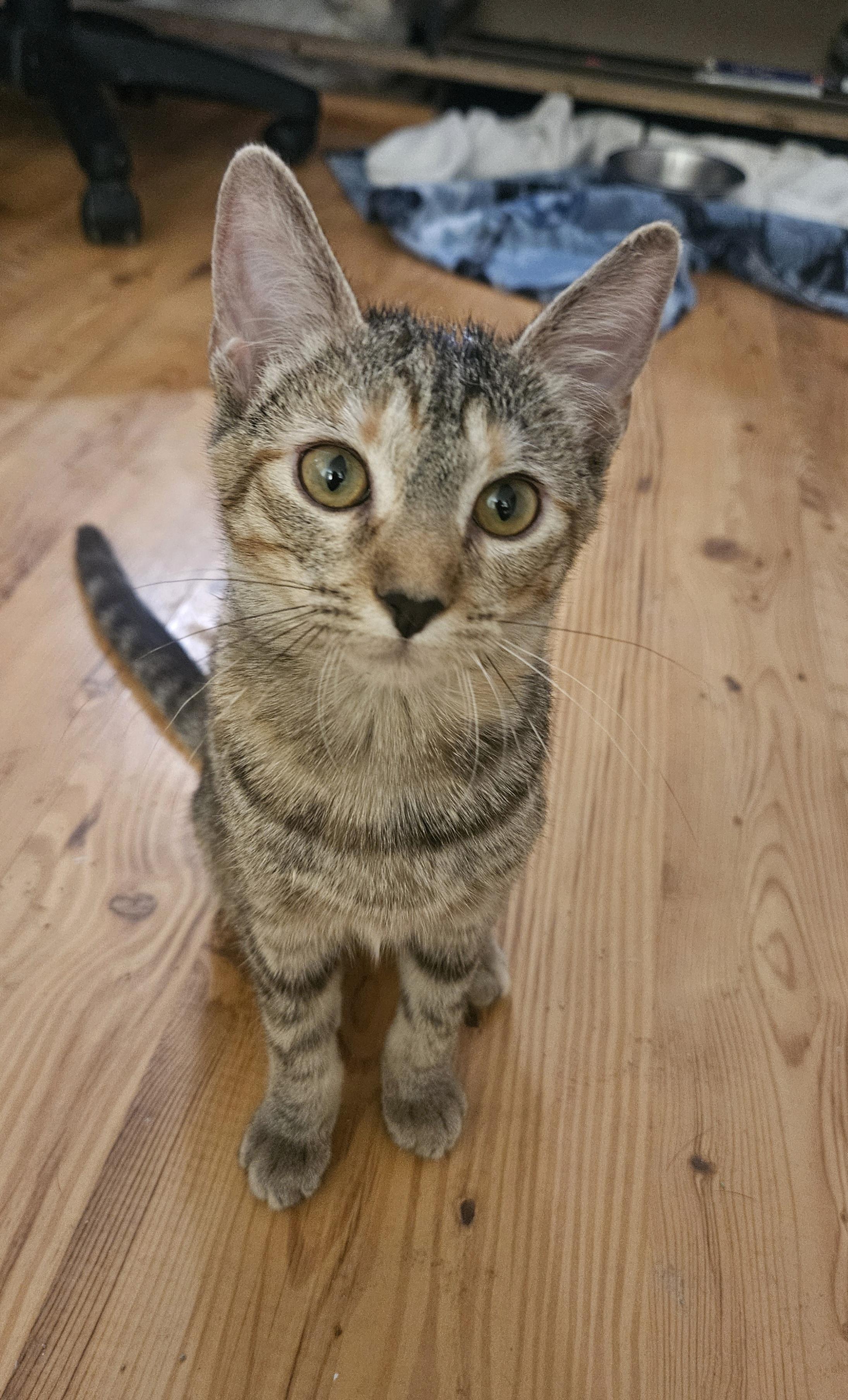 Posie, a ADOPTABLE mixed breed in Youngtown, AZ image 2/3
