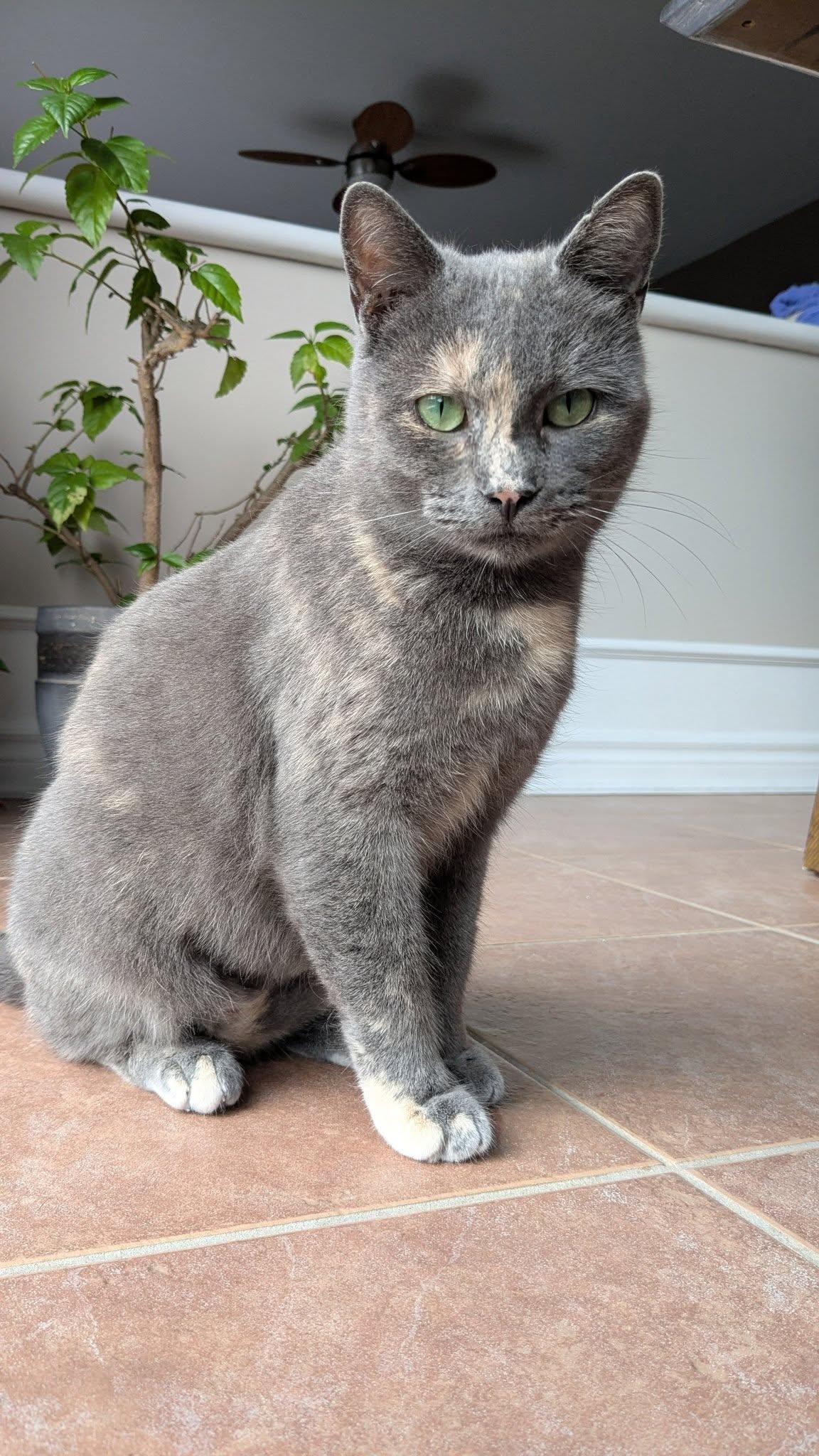 Millie, a Adoptable Tortoiseshell in Orleans, ON image 1/3