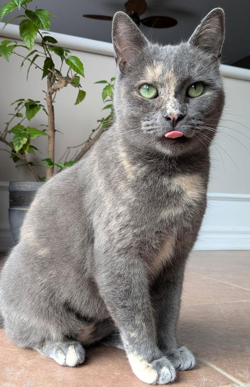 Millie, a Adoptable Tortoiseshell in Orleans, ON image 2/3