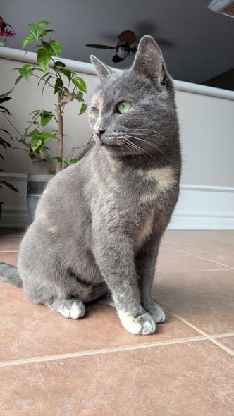 Millie, a Adoptable Tortoiseshell in Orleans, ON image 3/3