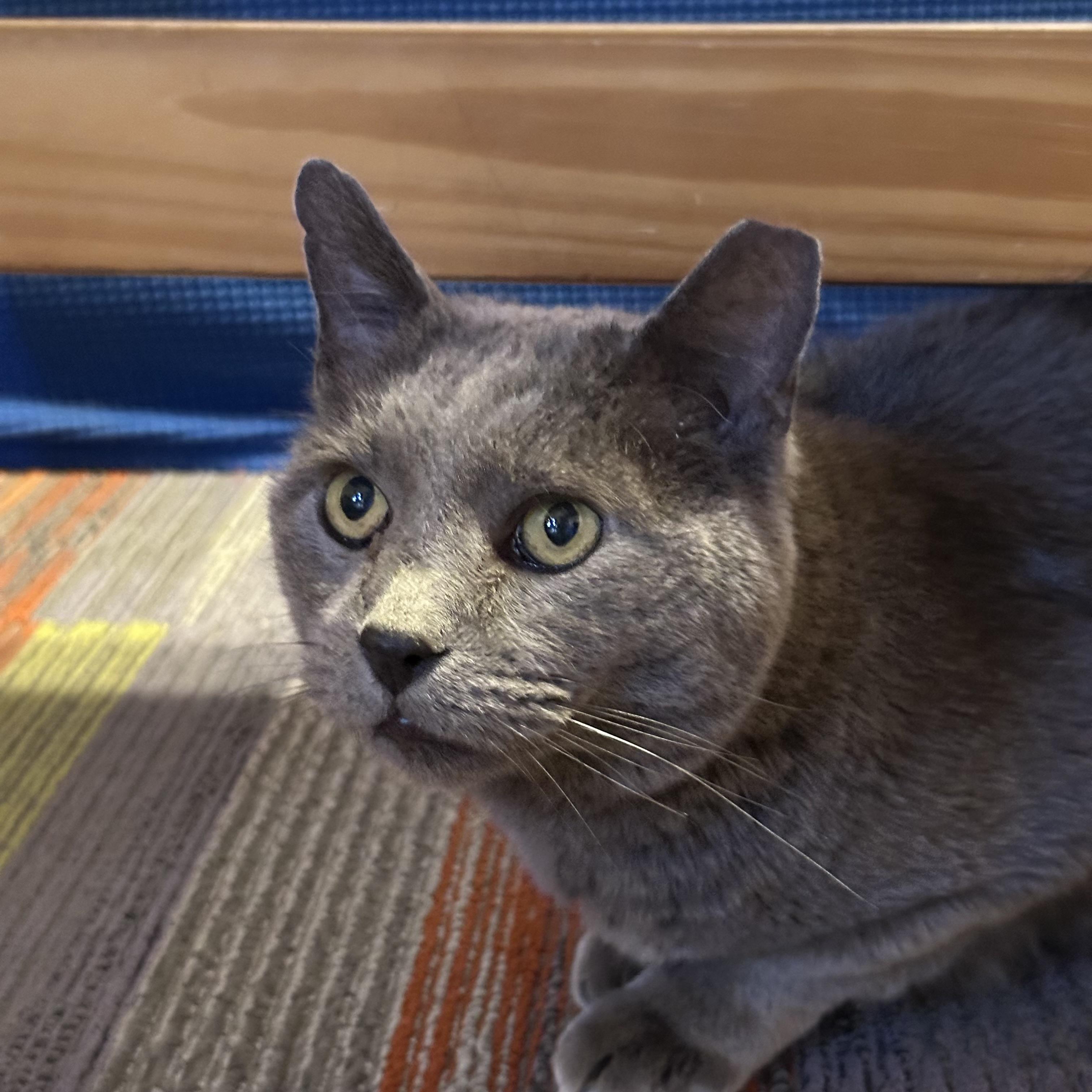 Cyrus, Senior Male Russian Blue