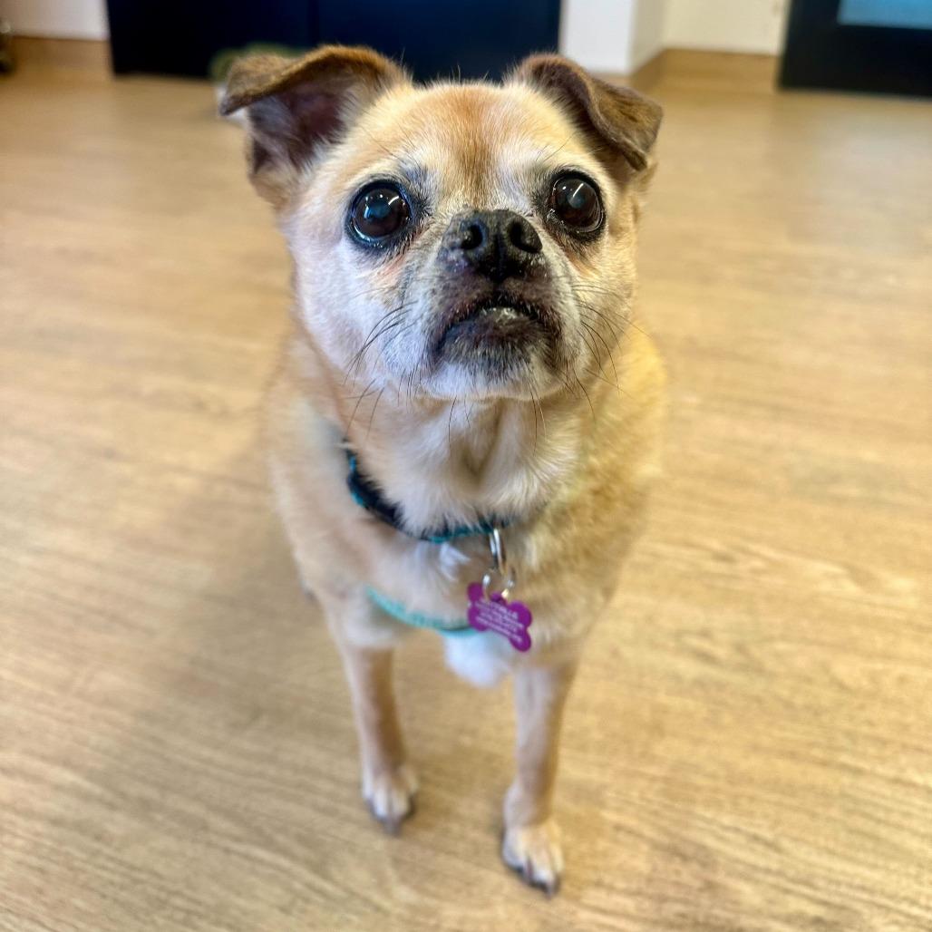 Enlarge Khaleesi 14056, a Adoptable mixed breed in San Francisco, CA image 1/6