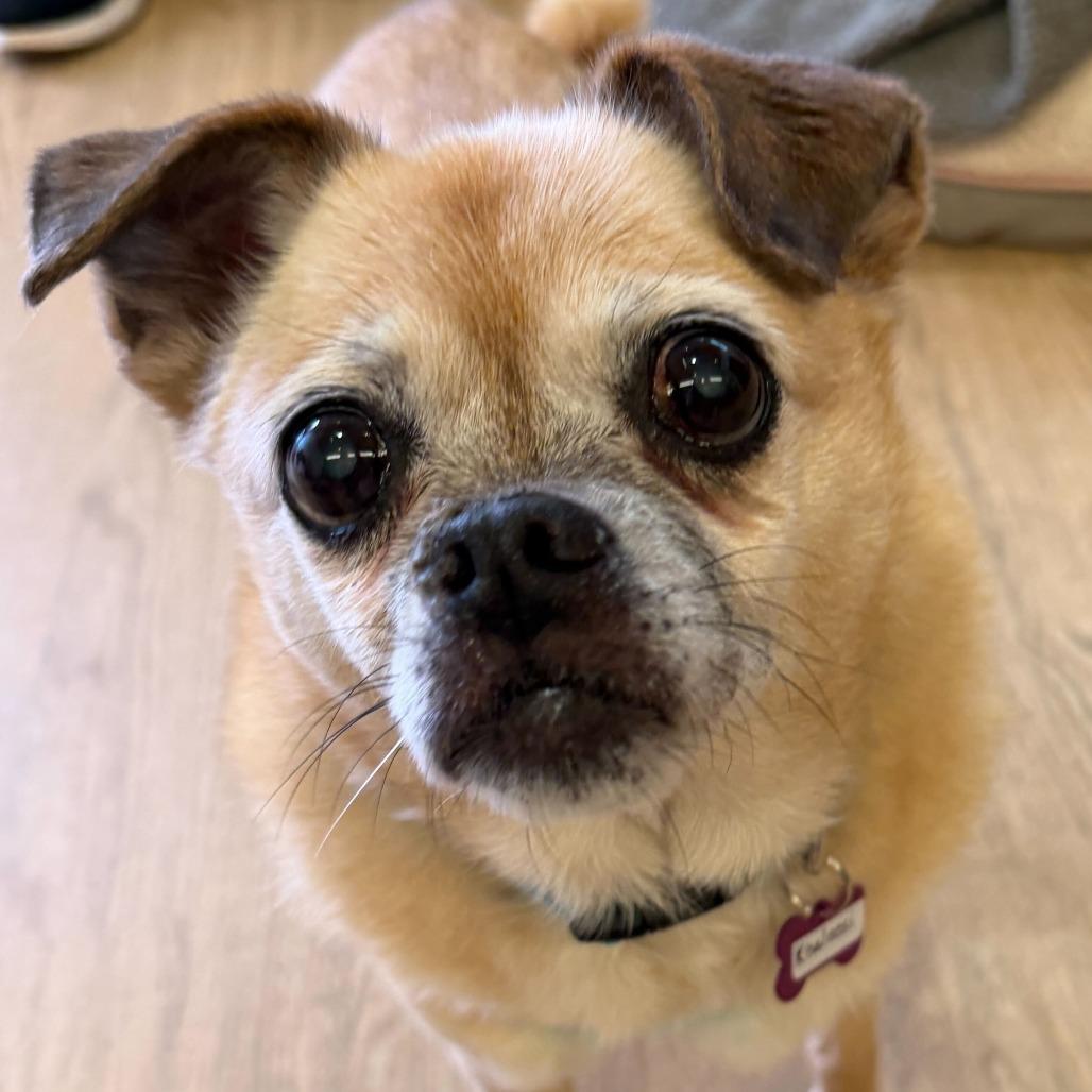 Enlarge Khaleesi 14056, a Adoptable mixed breed in San Francisco, CA image 2/6
