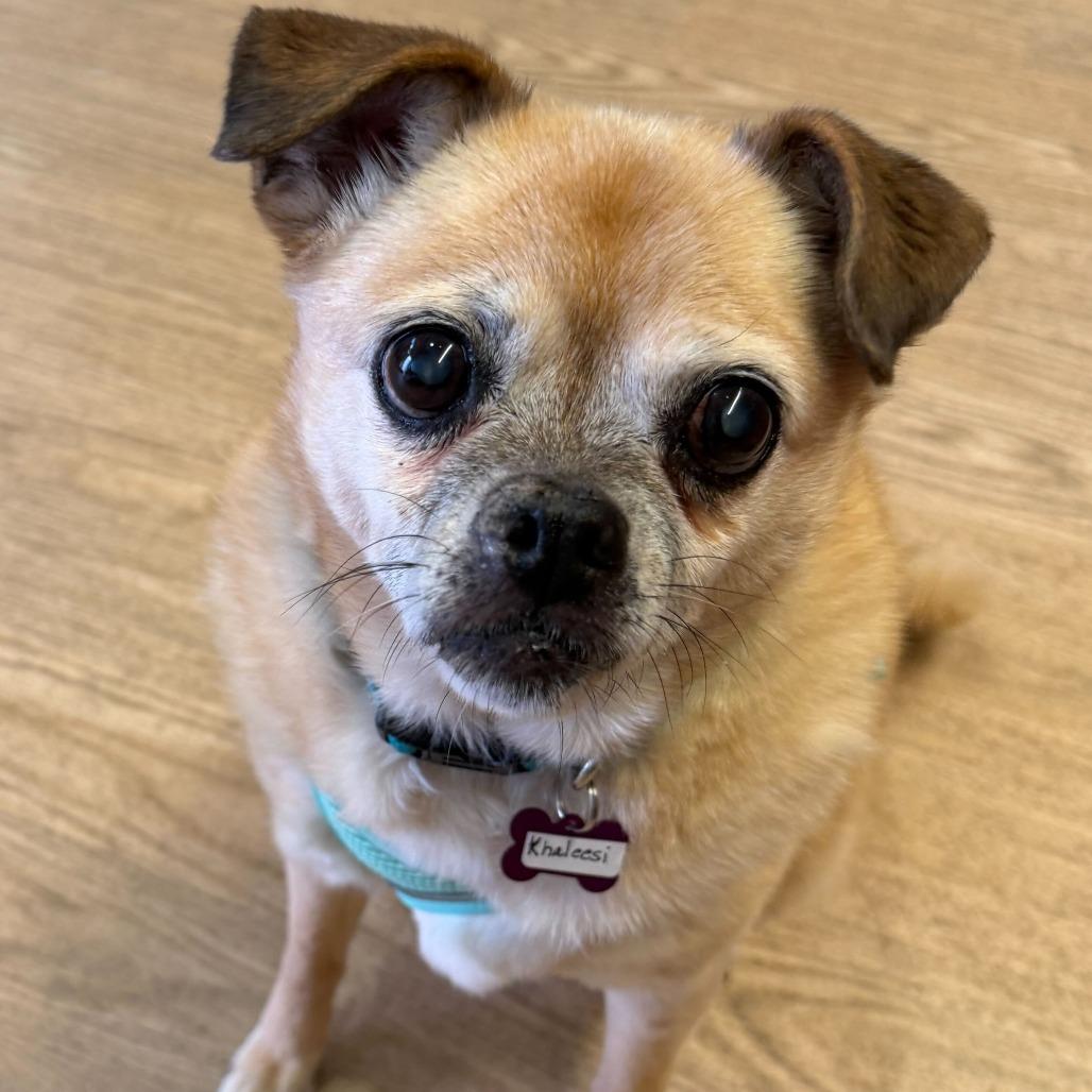 Enlarge Khaleesi 14056, a Adoptable mixed breed in San Francisco, CA image 5/6