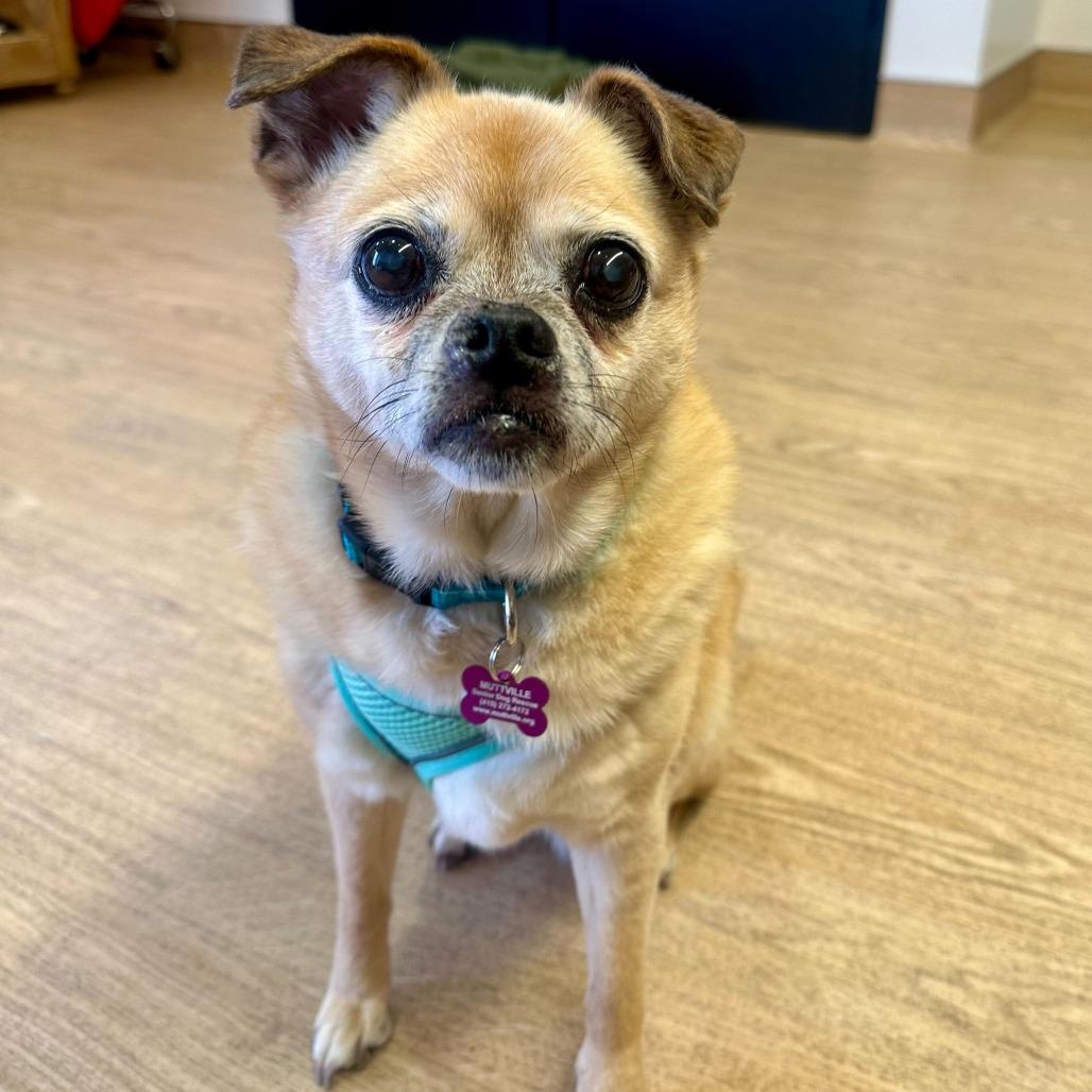 Enlarge Khaleesi 14056, a Adoptable mixed breed in San Francisco, CA image 6/6