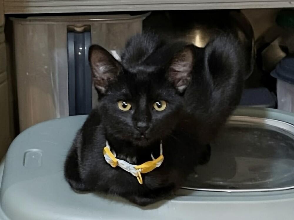 Enlarge Kawa(saki), a Adoptable Domestic Short Hair in Lone Oak, TX image 1/2