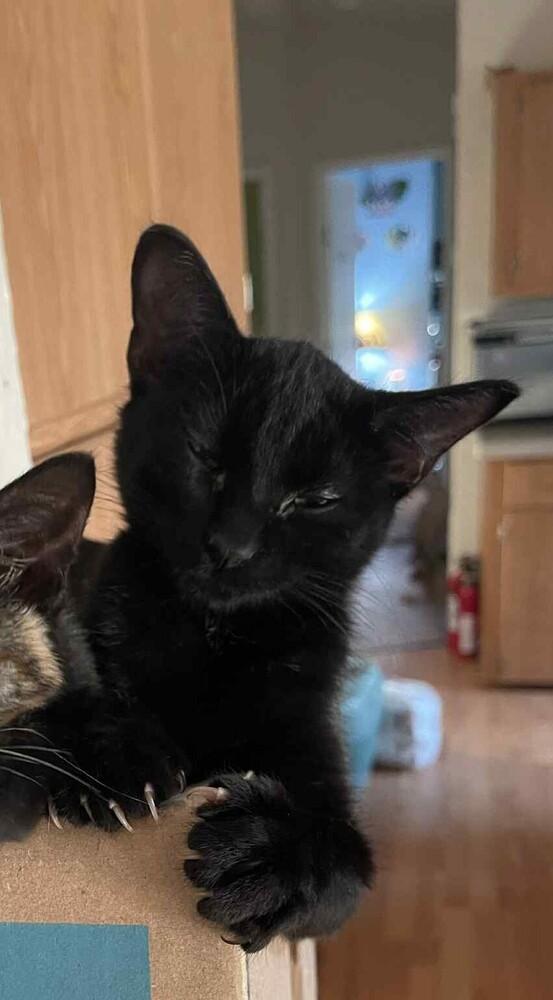 Enlarge Kawa(saki), a Adoptable Domestic Short Hair in Lone Oak, TX image 2/2