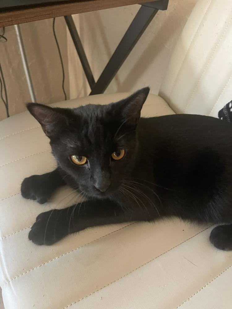 Enlarge Kawa(saki), a Adoptable Domestic Short Hair in Lone Oak, TX image 1/2