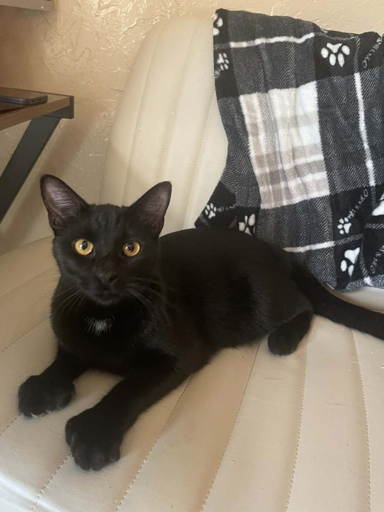 Enlarge Kawa(saki), a Adoptable Domestic Short Hair in Lone Oak, TX image 2/2