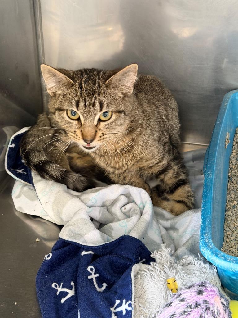 Willa, Adoptable, Kitten Female Domestic Short Hair.