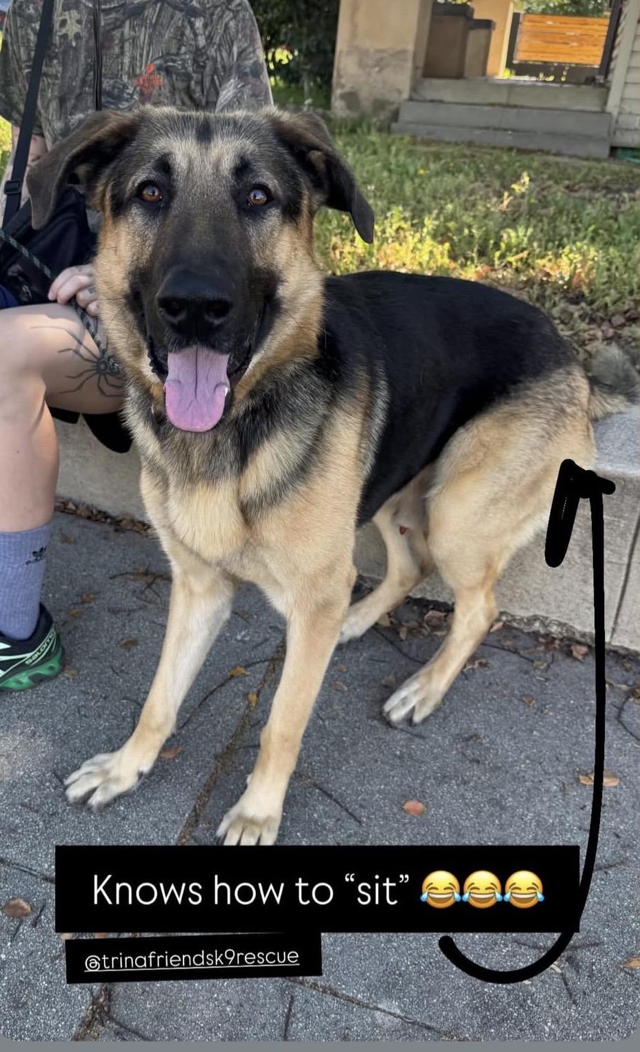 Milo , a ADOPTABLE German Shepherd Dog in Endicott, NY image 4/6