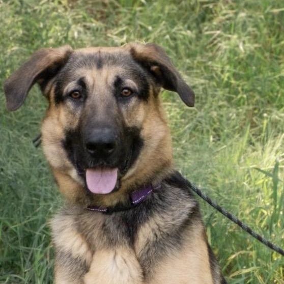 Milo , ADOPTABLE, Young Male German Shepherd Dog.