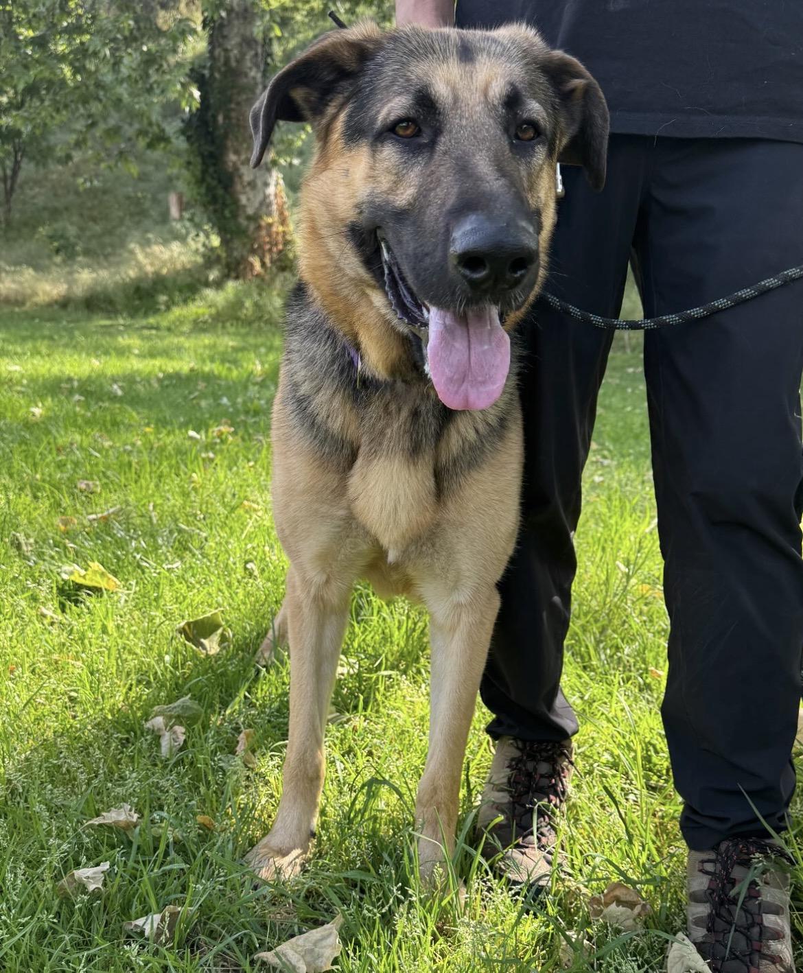 Milo , a ADOPTABLE German Shepherd Dog in Endicott, NY image 3/6