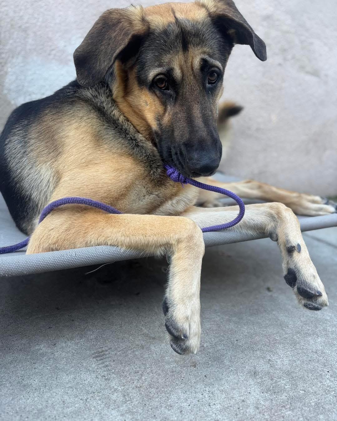 Milo , a ADOPTABLE German Shepherd Dog in Endicott, NY image 2/6