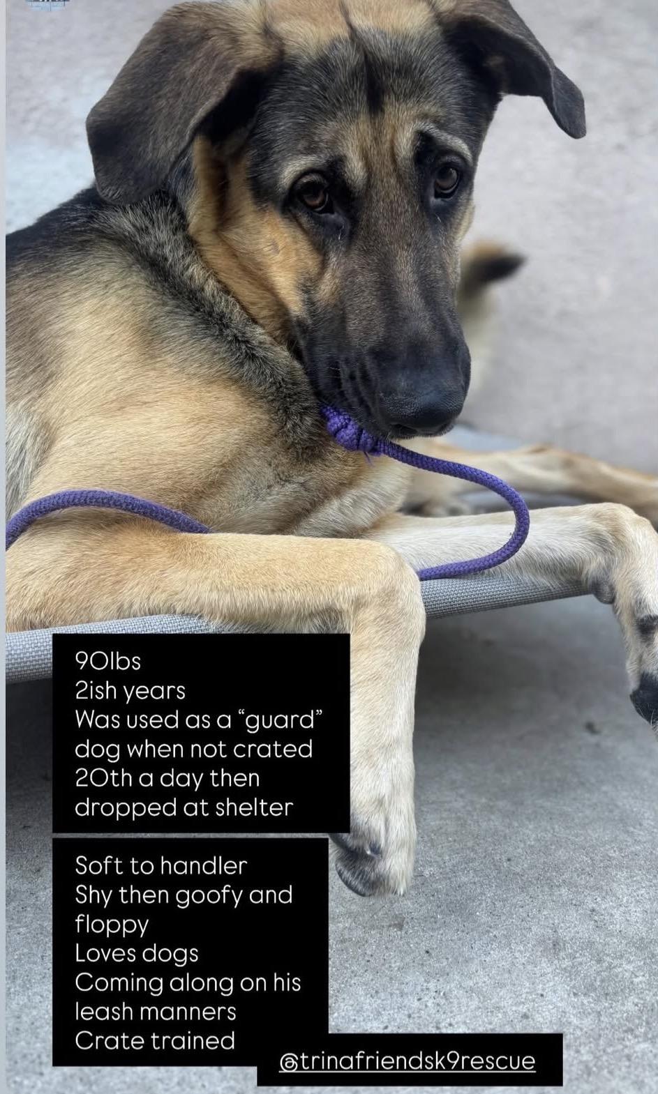 Milo , a ADOPTABLE German Shepherd Dog in Endicott, NY image 6/6