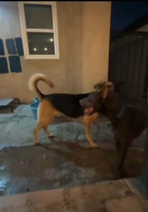 Enlarge Milo , a ADOPTABLE German Shepherd Dog in Endicott, NY video 5/6