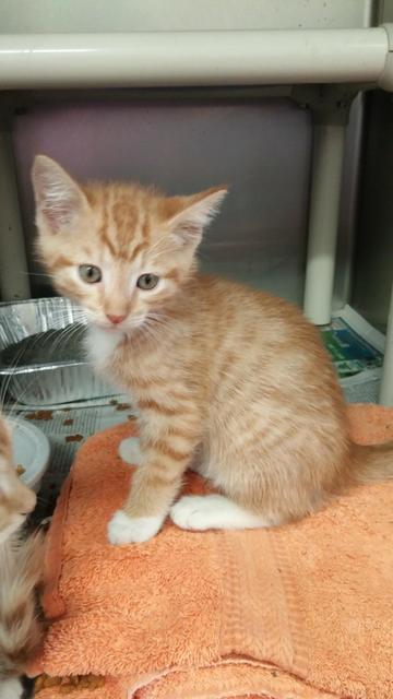 Raphael, Adopted, Senior Male Domestic Medium Hair.