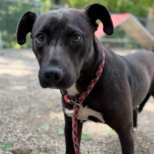 Love Bug, Adoptable, Young Female Pit Bull Terrier.