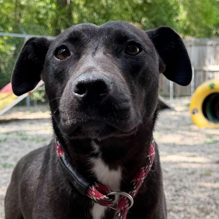 Enlarge Love Bug, a Adoptable Pit Bull Terrier in Dayton, OH image 2/6