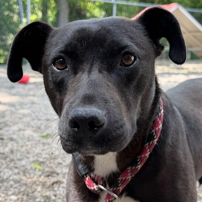 Enlarge Love Bug, a Adoptable Pit Bull Terrier in Dayton, OH image 3/6