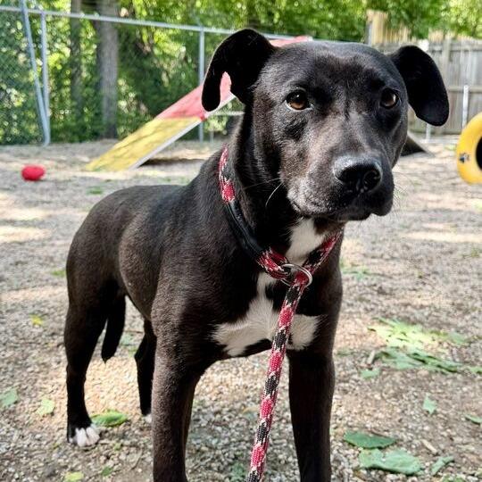 Enlarge Love Bug, a Adoptable Pit Bull Terrier in Dayton, OH image 4/6
