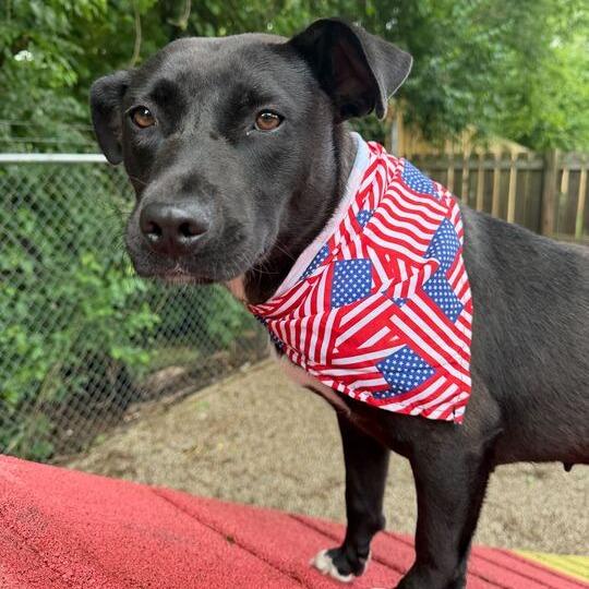 Enlarge Love Bug, a Adoptable Pit Bull Terrier in Dayton, OH image 5/6